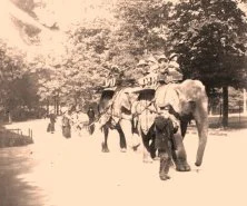 V1193 - Eléphants