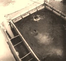 V0838 - "Almeda Star", piscine