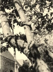Jean-Louis dans le catalpa qui se trouvait devant le château