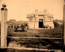 V0062 - Les éléphants