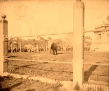 V0063 - Les éléphants