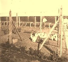V0131 - Le poulailler