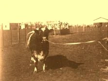 V0141 - Le taureau "Campeon" de 1907
