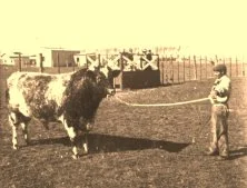 V0142 - Le taureau champion de 1907