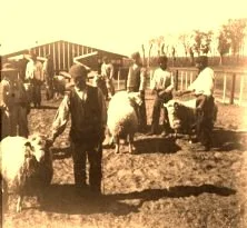 V0150 - La Celia, Moutons