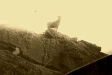 V0291 - Col de Vergio, un mouflon, 20/7/10