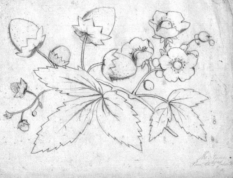 dessin de Marguerite, offert à son père Julien George, à l'occasion de la Saint Julien