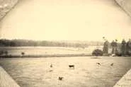 1896, Nanny au milieu d'un champ des marais