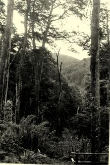 Col de Portezuela, la forêt des coihués (sortes de grands hêtres) et de coliguès (bambous) 8 avril 39