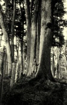 Dans le sous bois de Coihués géants (30 à 40m de haut) 10 avril 39