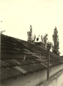 Cigogne à Sidi Slimane, mai 1948