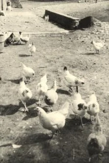 Les poules de madame Marguerite au Prieuré, 1953