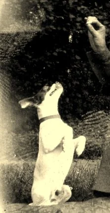 le chien Plumard (?)